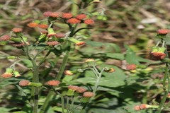 Gynura crepidioides